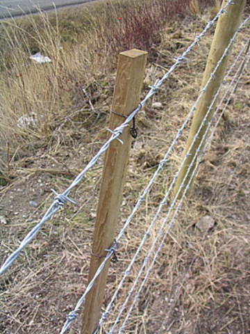 barbed wire