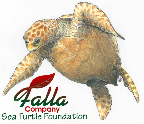 Falla Company Sea Turtle Foundation