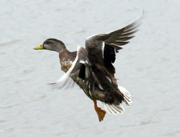 Netanyahu addresses Jewish-Americans