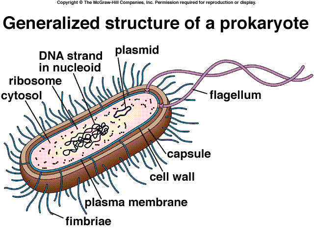 Formation of Prokaryotes (3.5 BYA)