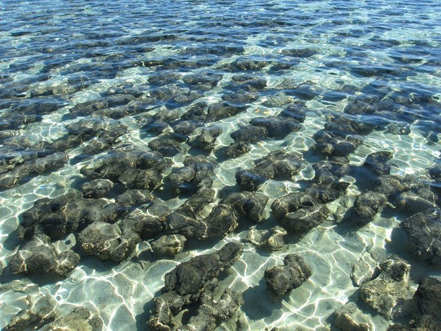 (3.5 BYA) Cell Colonies Cevelop