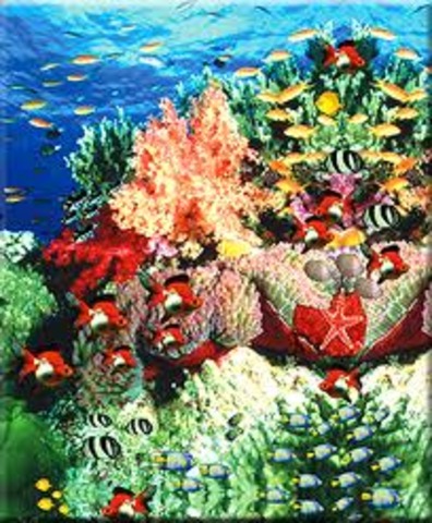 The Structure and Distribution of Coal Reefs