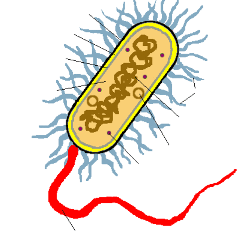 (1.5 BYA) A small aerobic prokaryote was engulfed by and began to live and reproduce inside a larger anaerobic prokaryote