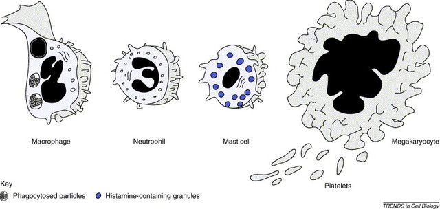 (1.5 BYA) Life Event: Production