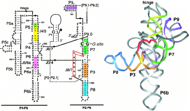 (1980's) Cech's Theory