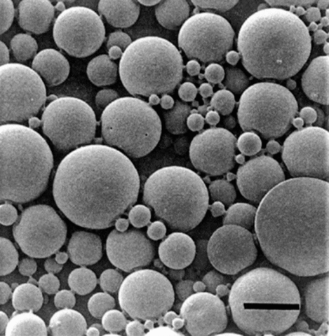 (1900-Present) Sidney Fox