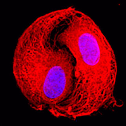 (2.0-1.5BYA) Relationship Between Anaerobic and Aerobic Prokayotic Cells is Formed