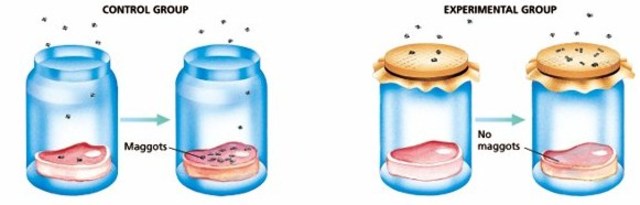 (Between 1600 -1700) Redi's Experiment