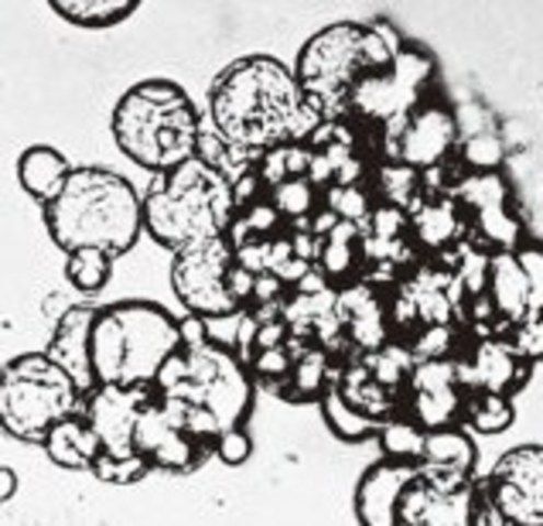 (Between 1900- present) Discovery of Microspheres