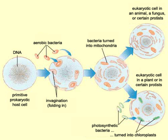 (Between 1900- present) Endosymbiotic Theory