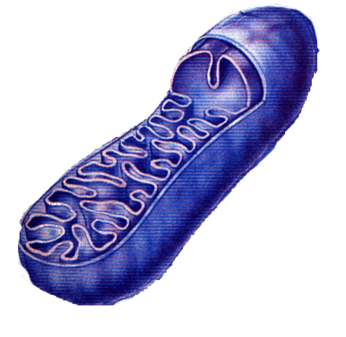 (3 BYA) Development of Mitochondria