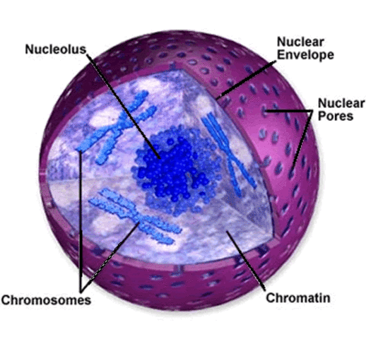 (2 BYA) O2, Nuclei&Endosymbiosis