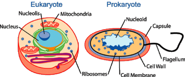 (1.5 BYA) Prokaryotes&Eukaryotes
