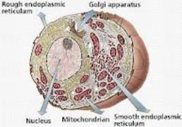 Frist Eularyotes (1900's)