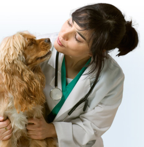Veterinarian