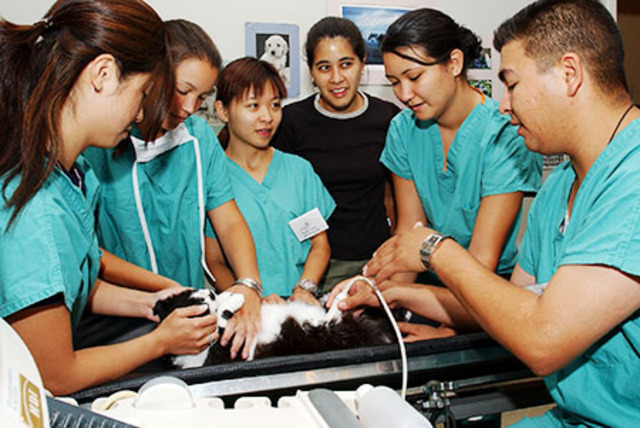 Veterinarian Requirements