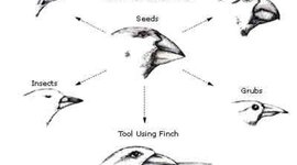 Timeline: Past to Present: the Theory of Evolution by Natural Selection