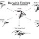 Darwin's finches
