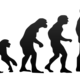 Human evolution