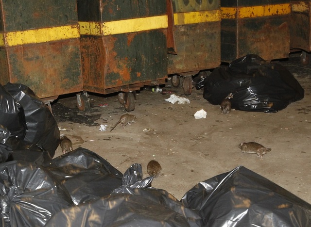 Daily News Reports on Rat Infested Parsons-Archer Station