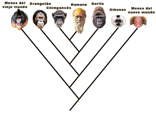 "La ascendencia del hombre"