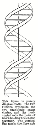 Structure de l'ADN