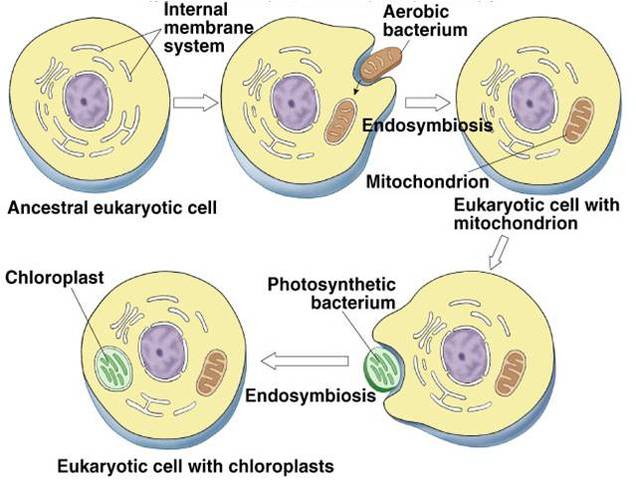 (1.5 Billion Years Ago) Prokaryote inside Prokaryote