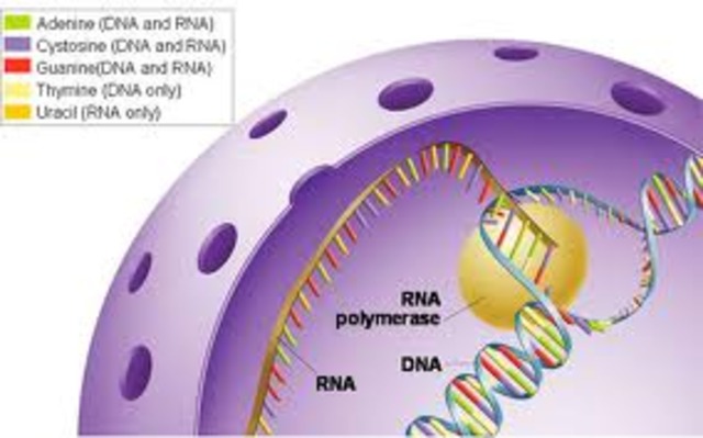 (1970's) Thomas Cech