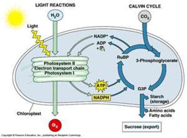 (3 BYA) Photosynthesis