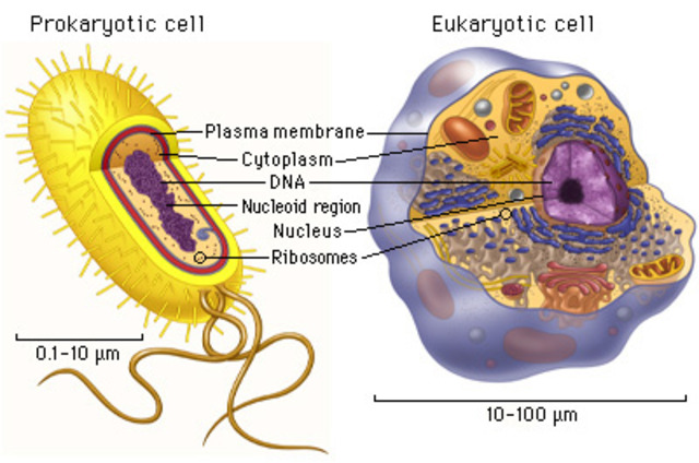 1.5 BYA Time for eukaryotic and prokaryotic