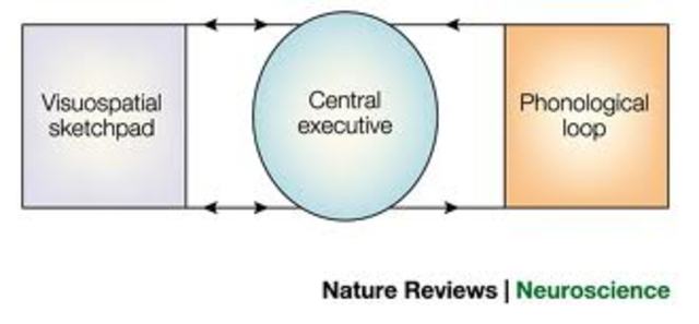 Baddeley and Hitch's Model of Working Memory