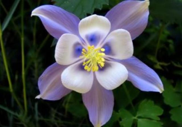 two kids kill twelve other students and one teacher then take their own lives at Columbine High School