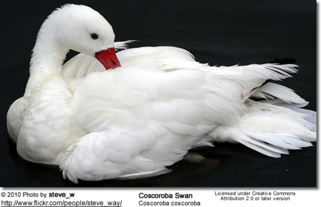 A swan with Avian Flu is discovered in Cellardyke in Fife, Scotland (the first case in the United Kingdom) on this day in history