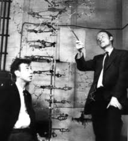 Watson and Crick discover double helix structure