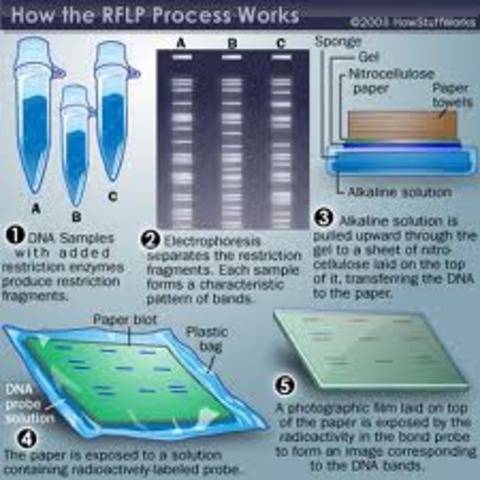 Ray White describes first polymorphic RFLP marker