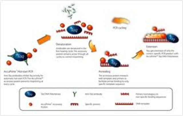 Kary Mullis develops PCR