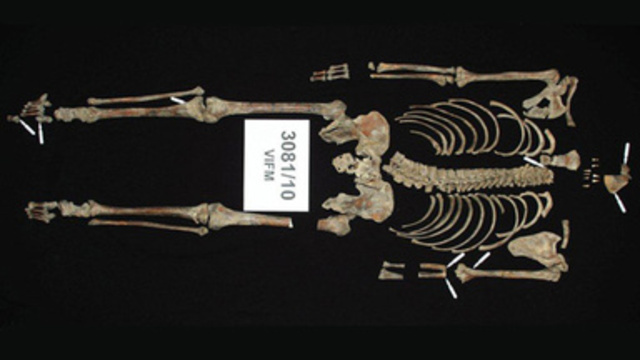 Ned Kelly is identified