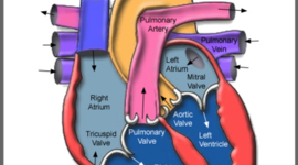 Timeline: Bio 24 Timeline