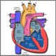 Heart anatomy