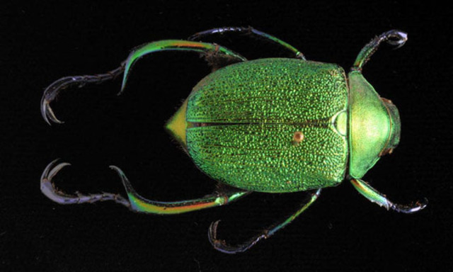 DMNS On-site field trip "The Bug Stops here"