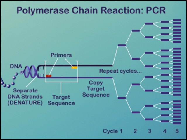 PCR Testing