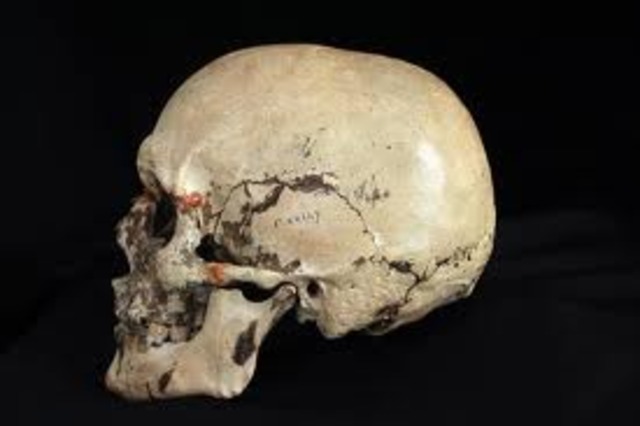 A skull believed to be found and labeled as Ned Kelly's.
