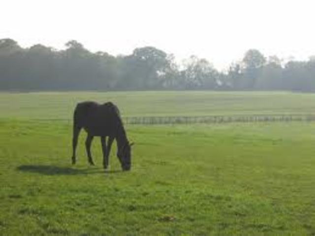 NED HAD STOLEN A HORSE