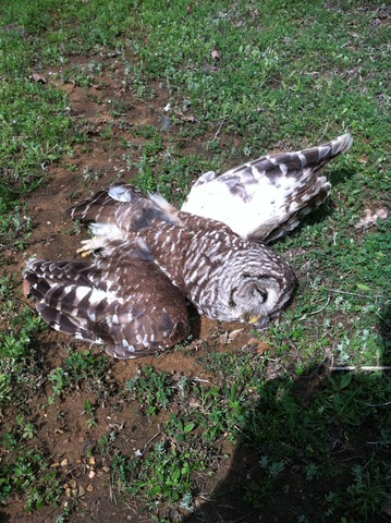 Lake House - Dead Owl