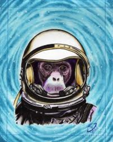 monkey in space
