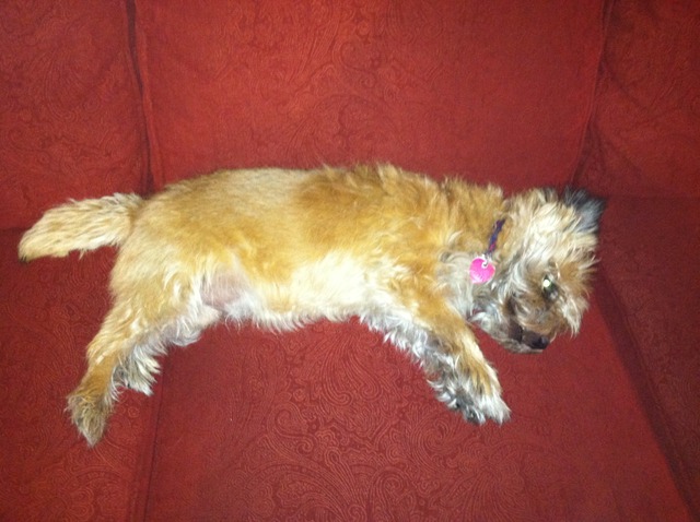 Adopted my first dog!