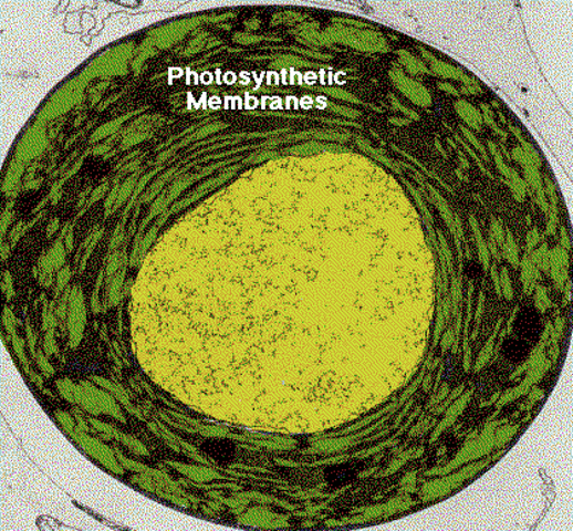 (3 BY A) Photosynthetic