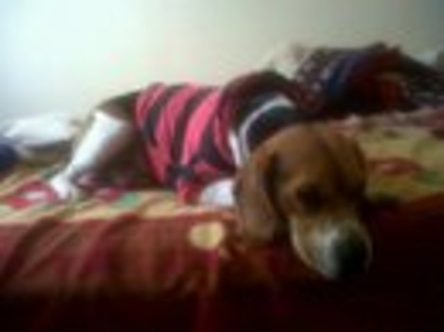 Mi Dulce Compañia!!