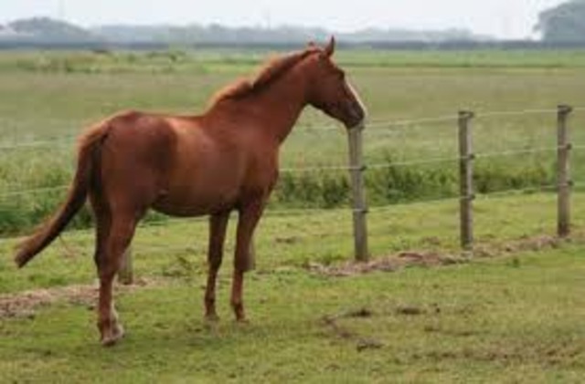 Ned was arrested and charged for horse theft