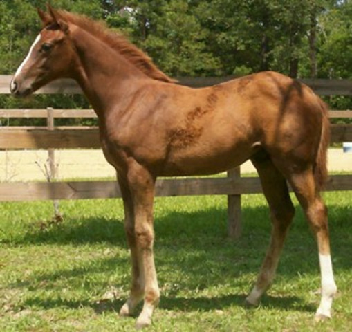 Ned received a stolen horse and was Gaoled